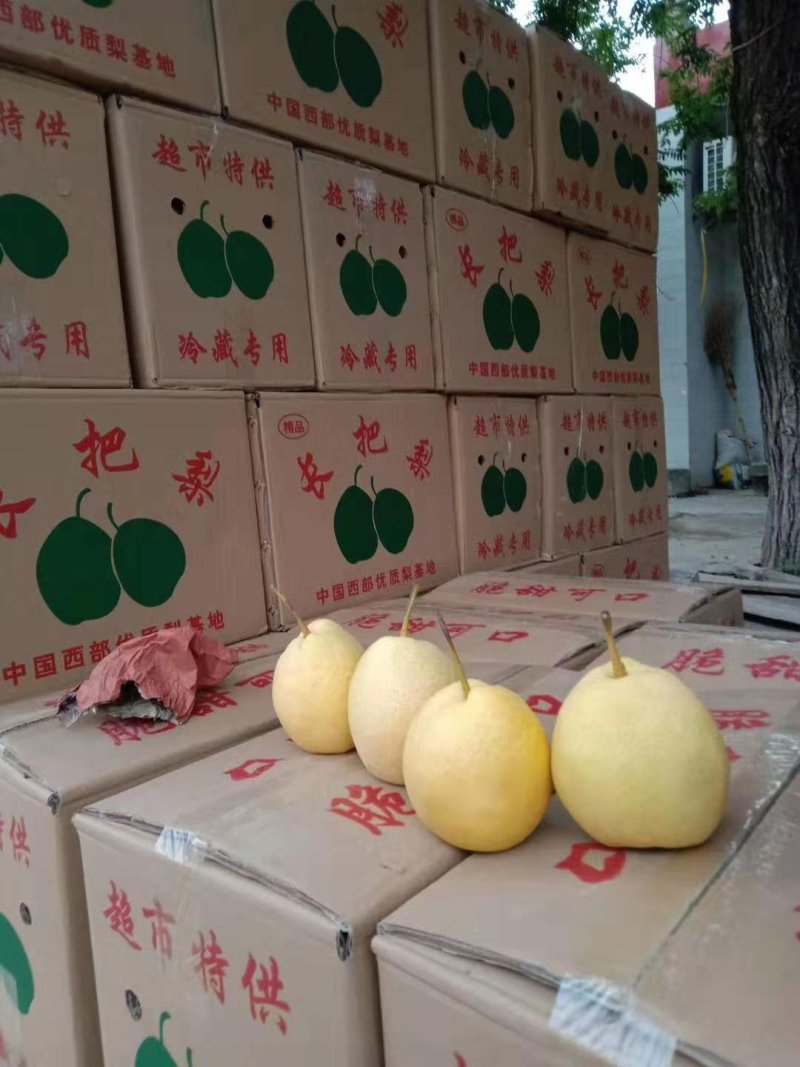 长把梨～冷库长把梨长把梨/新鲜口感好//全国代发