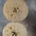 冷库冰糖心红富士苹果开库