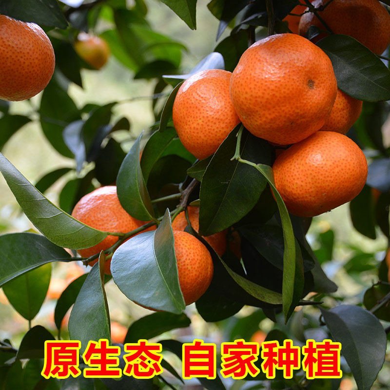 新鲜桔子，现摘现发！保鲜发货，精选特级！包邮到家！