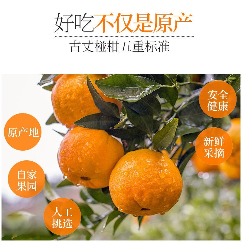 新鲜桔子，现摘现发！保鲜发货，精选特级！包邮到家！