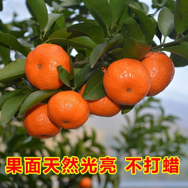 新鲜桔子，现摘现发！保鲜发货，精选特级！包邮到家！