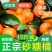 新鲜桔子，现摘现发！保鲜发货，精选特级！包邮到家！