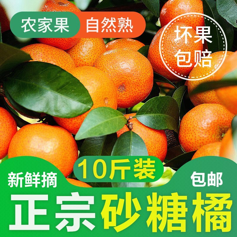 新鲜桔子，现摘现发！保鲜发货，精选特级！包邮到家！