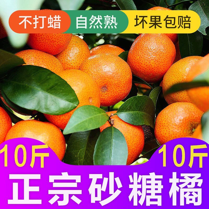 新鲜桔子，现摘现发！保鲜发货，精选特级！包邮到家！