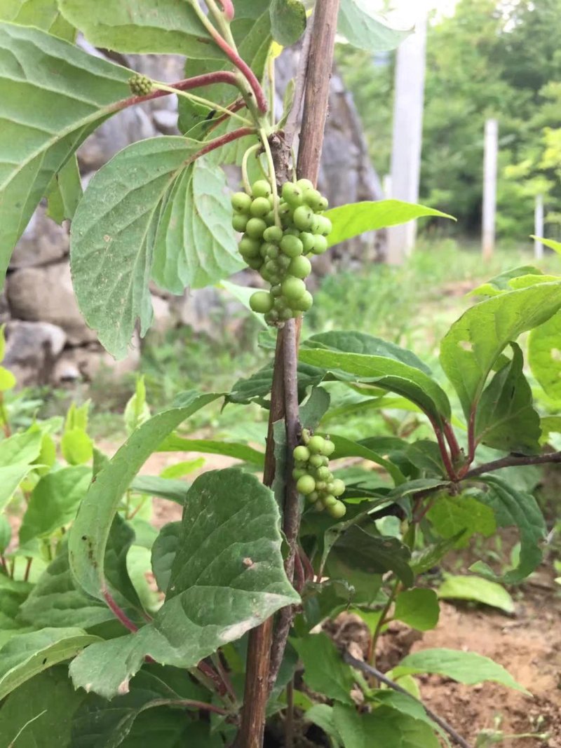 五味子苗，根系发达，成活率高！