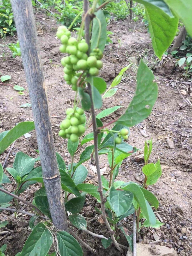 高产五味子苗，现挖现发，