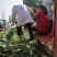 冷库大白菜，东京白菜，868白菜，新乡小包，质量好，代发