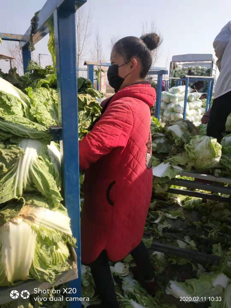 冷库大白菜，东京白菜，868白菜，新乡小包，质量好，代发