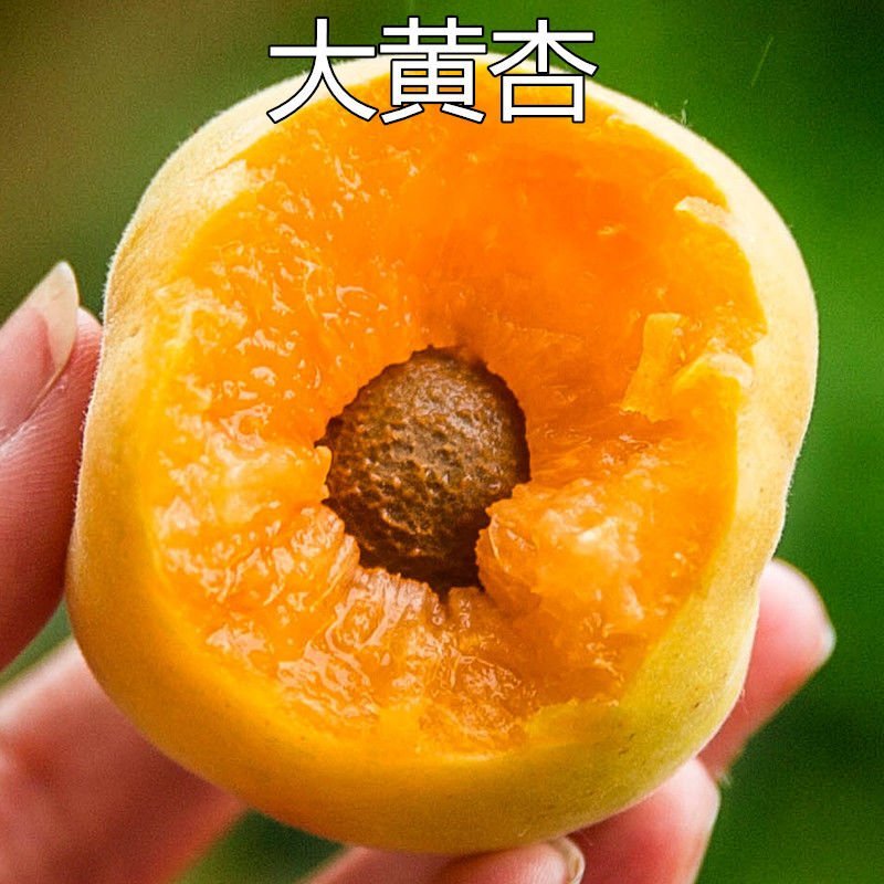 杏树苗油杏凯特金太阳