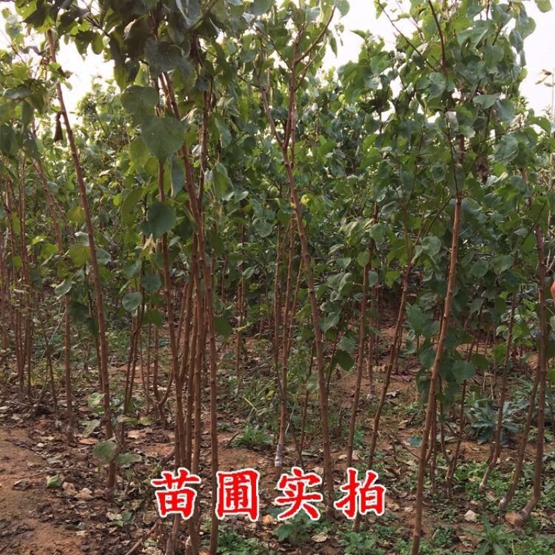 杏树苗油杏凯特金太阳