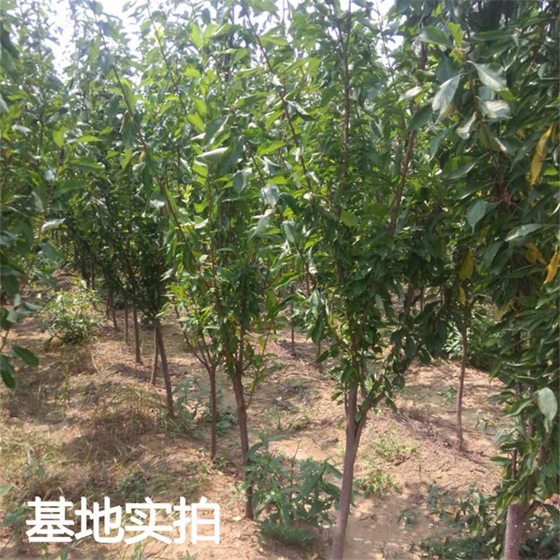 杏树苗油杏凯特金太阳