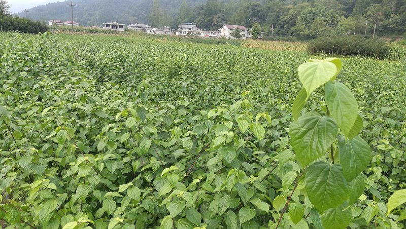 观音豆腐树苗哪里有卖咨询湖北神仙豆腐树苗批发市场