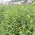 观音豆腐树苗哪里有卖咨询湖北神仙豆腐树苗批发市场