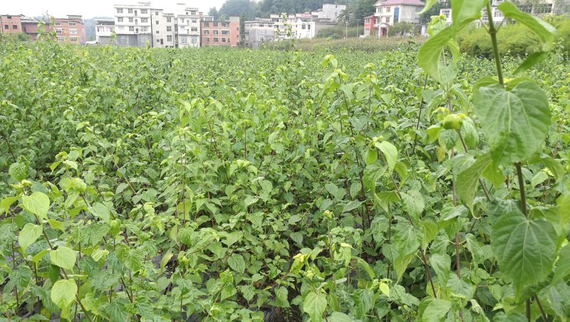 观音豆腐树苗哪里有卖咨询湖北神仙豆腐树苗批发市场