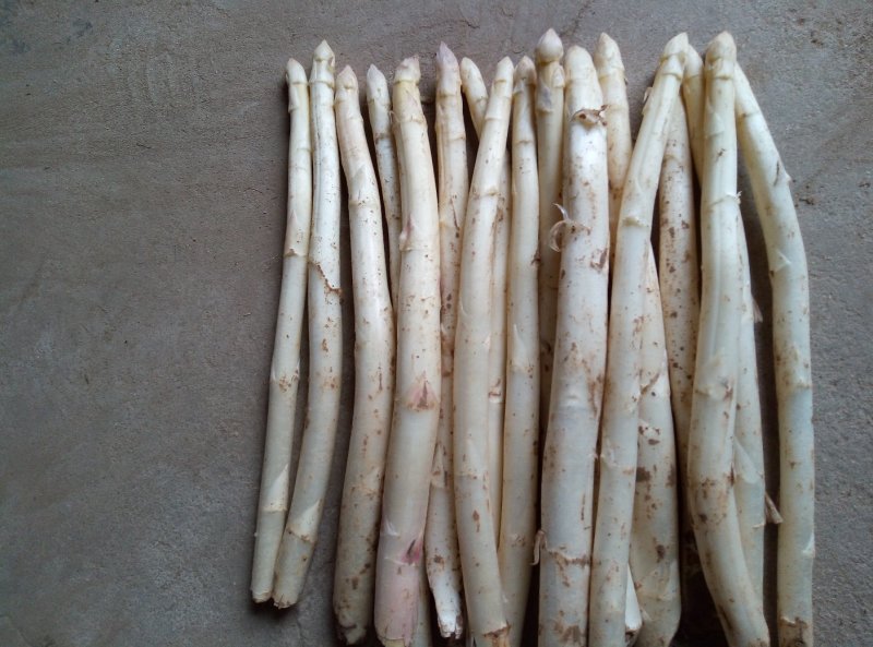 白芦笋营养丰富蔬菜当天采当天发货笋质鲜嫩