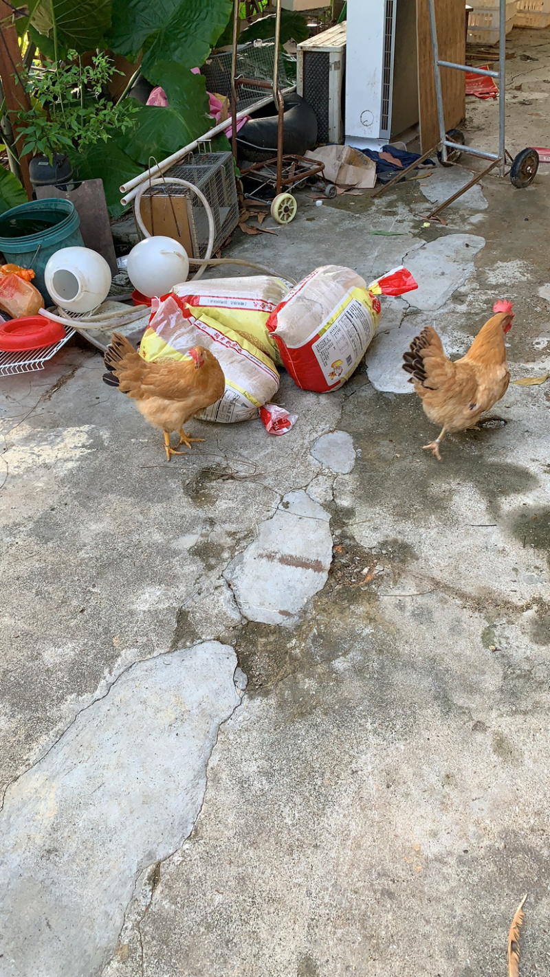 走地鸡可客户需要订制欢迎食堂连锁企业的釆购证件齐全