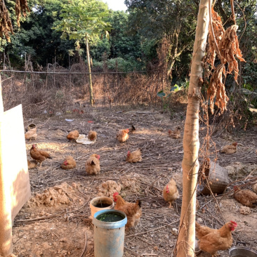 走地鸡可客户需要订制欢迎食堂连锁企业的釆购证件齐全