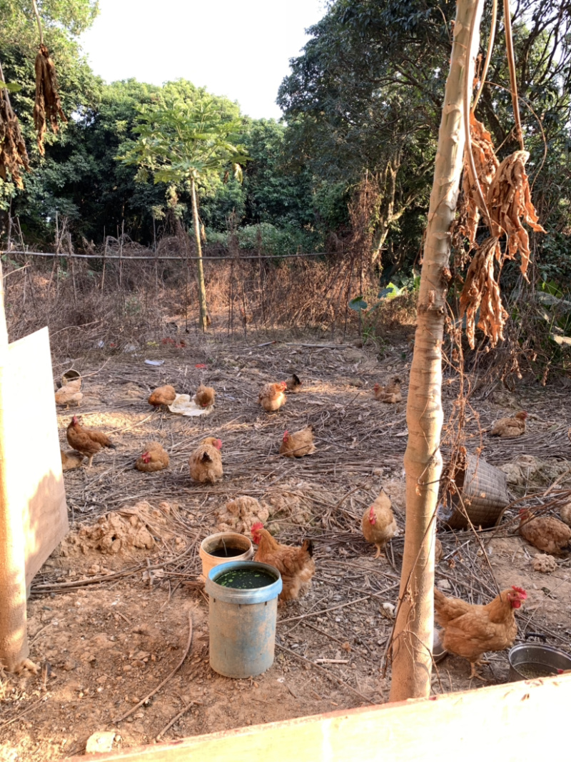 走地鸡可客户需要订制欢迎食堂连锁企业的釆购证件齐全