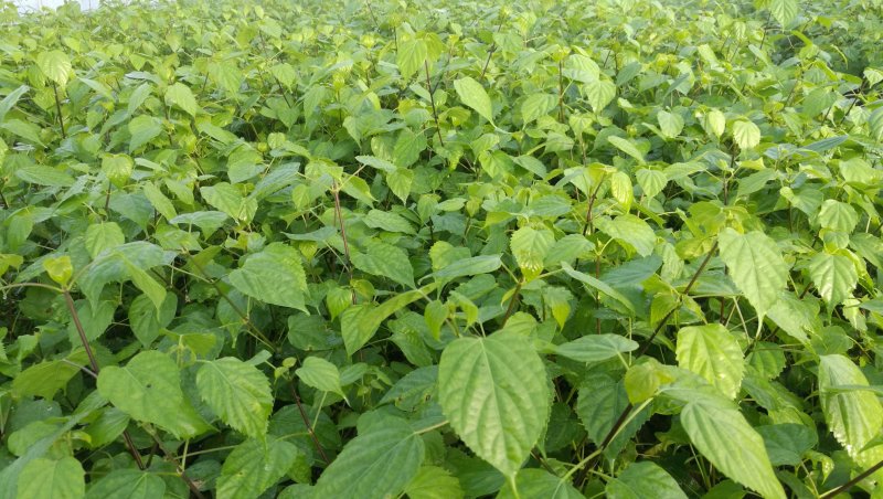 基地直供一年生神豆腐树苗臭黄荆树观音豆腐树苗