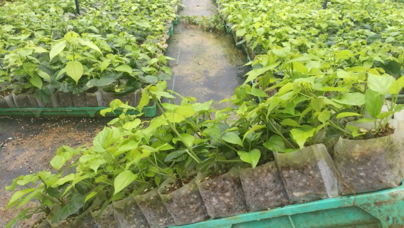 基地直供一年生神豆腐树苗臭黄荆树观音豆腐树苗