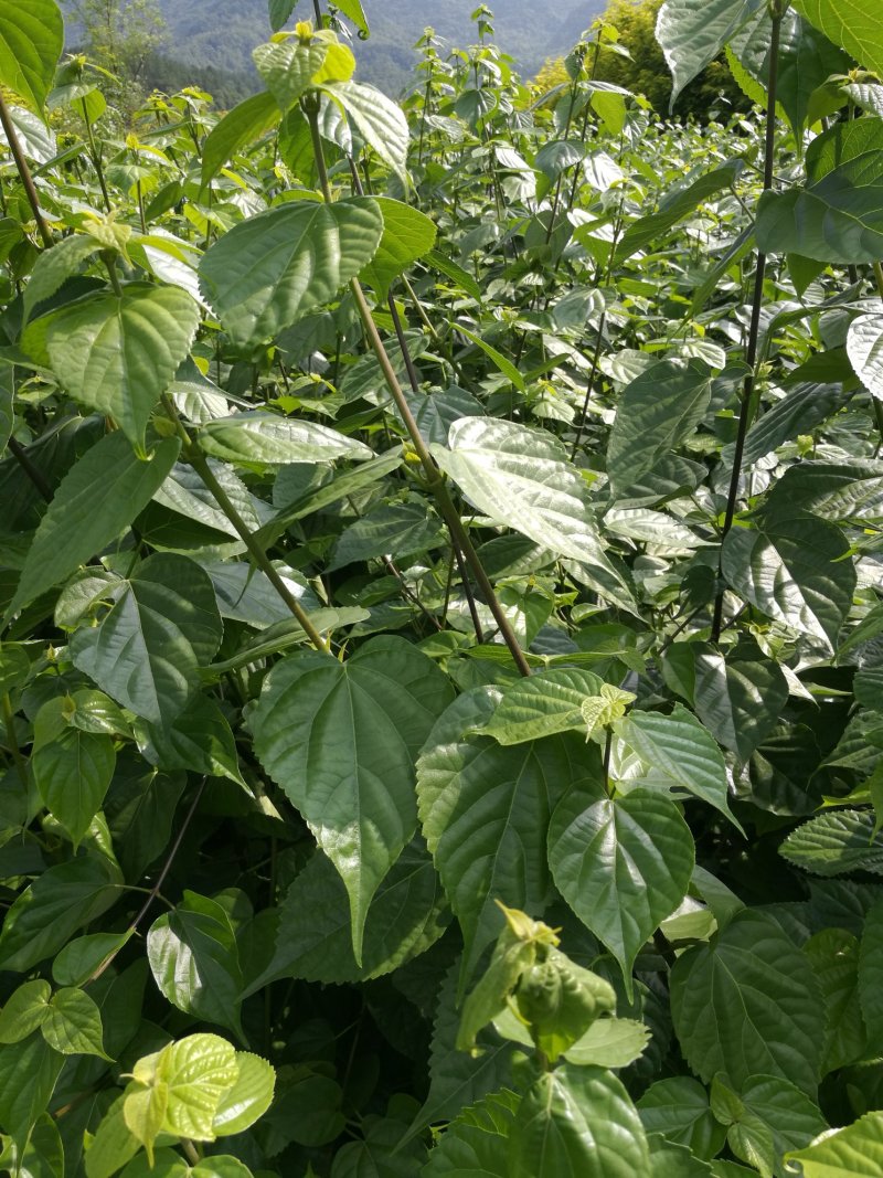 基地直供一年生神豆腐树苗臭黄荆树观音豆腐树苗