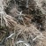 基地直供一年生神豆腐树苗臭黄荆树观音豆腐树苗
