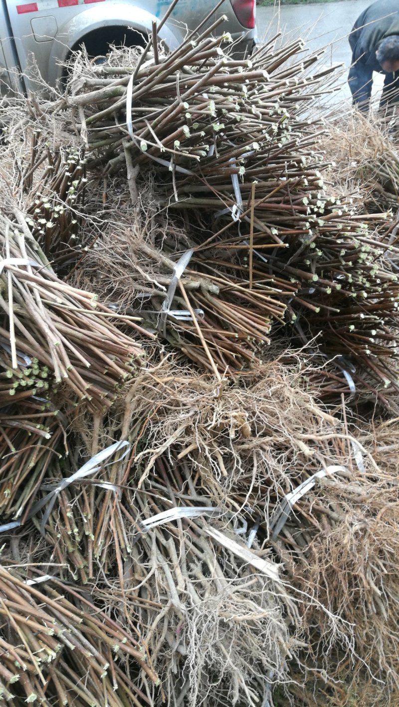 基地直供一年生神豆腐树苗臭黄荆树观音豆腐树苗