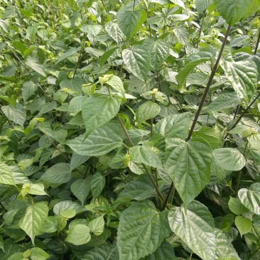 基地直供一年生神豆腐树苗臭黄荆树观音豆腐树苗