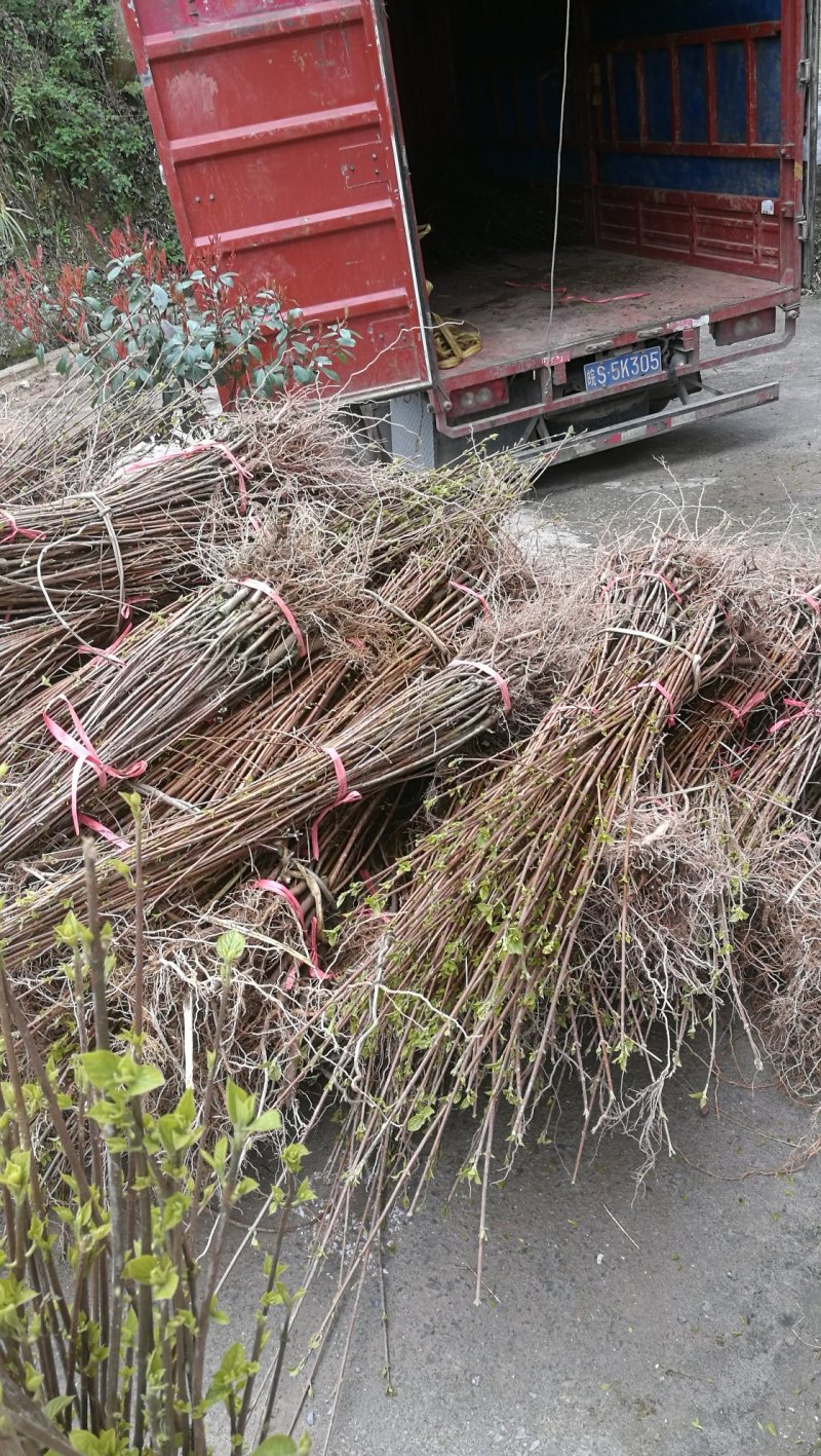 基地直供一年生神豆腐树苗臭黄荆树观音豆腐树苗