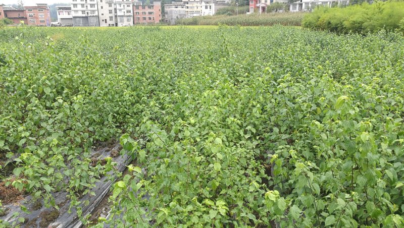 基地直供一年生神豆腐树苗臭黄荆树观音豆腐树苗