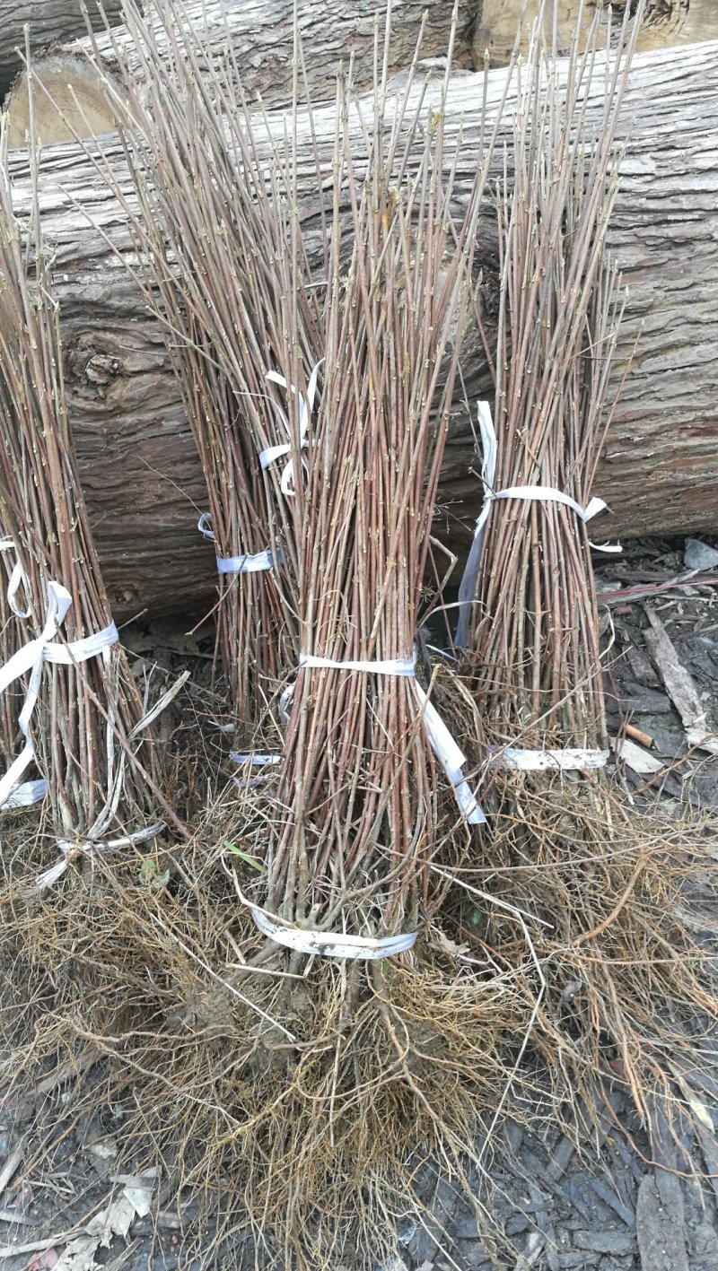 基地直供一年生神豆腐树苗臭黄荆树观音豆腐树苗
