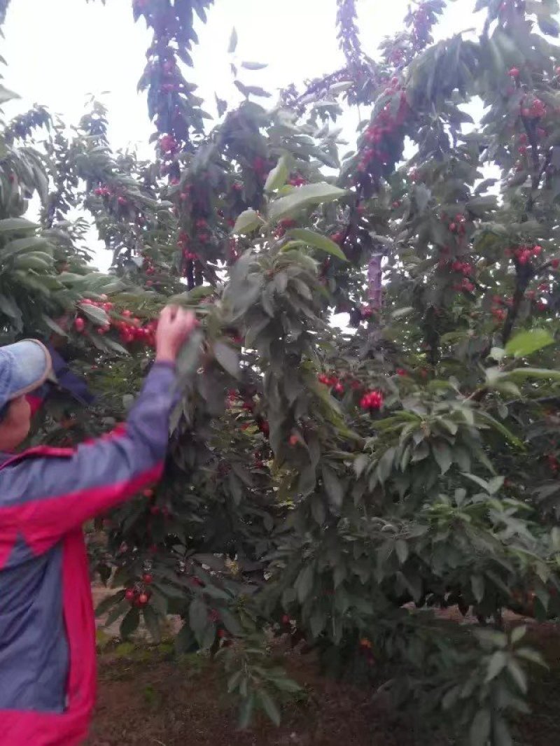 樱桃苗俄八实地看苗现挖现卖保纯度质量，现场看苗