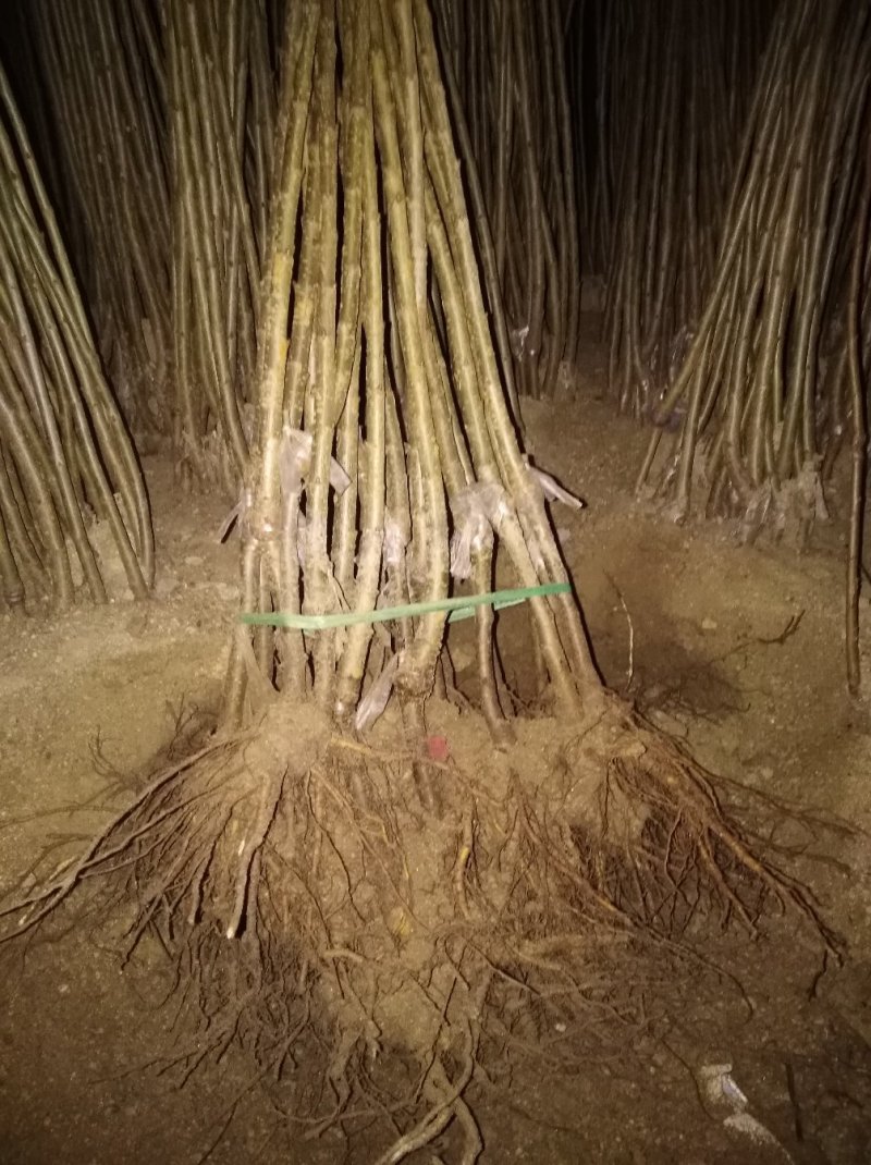 樱桃苗俄八实地看苗现挖现卖保纯度质量，现场看苗