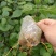 嫩枝扦插无纺布神仙豆腐树苗，观音豆腐树苗臭黄荆苗