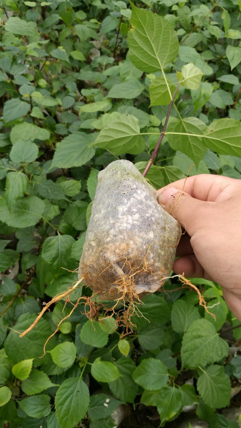 嫩枝扦插无纺布神仙豆腐树苗，观音豆腐树苗臭黄荆苗