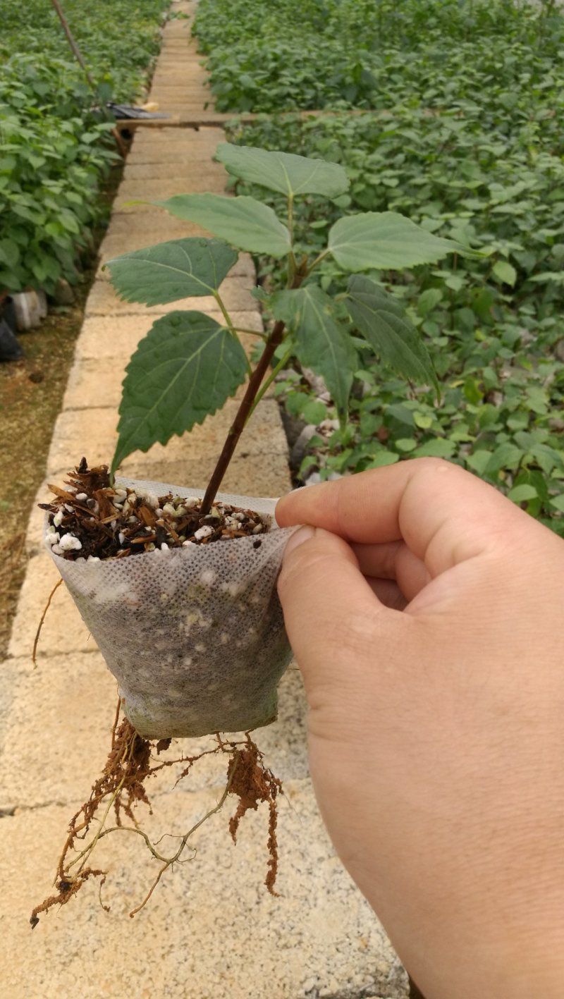 嫩枝扦插无纺布神仙豆腐树苗，观音豆腐树苗臭黄荆苗