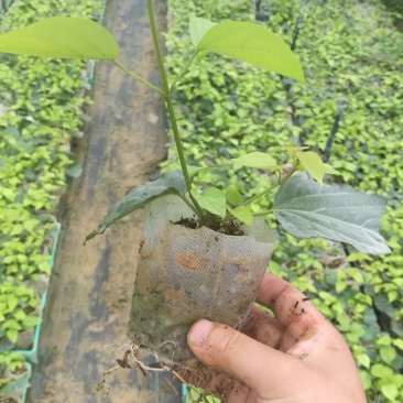 嫩枝扦插无纺布神仙豆腐树苗，观音豆腐树苗臭黄荆苗