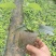 嫩枝扦插无纺布神仙豆腐树苗，观音豆腐树苗臭黄荆苗
