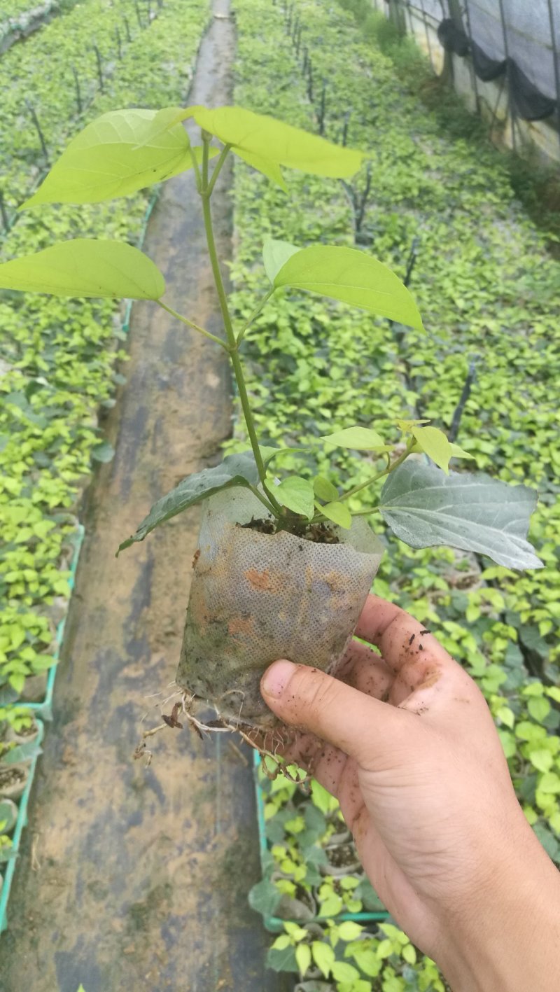 嫩枝扦插无纺布神仙豆腐树苗，观音豆腐树苗臭黄荆苗