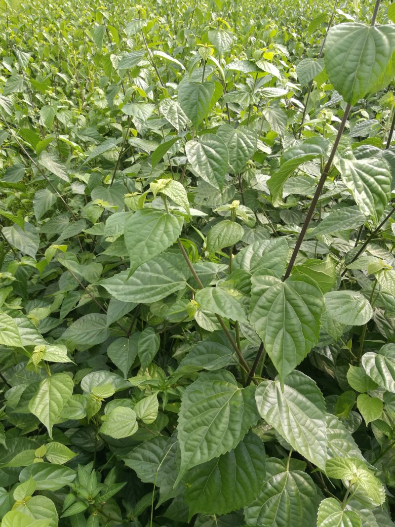 芝兰农业神仙豆腐树苗观音豆腐树苗臭黄荆苗豆腐树批发