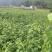 芝兰农业神仙豆腐树苗观音豆腐树苗臭黄荆苗豆腐树批发