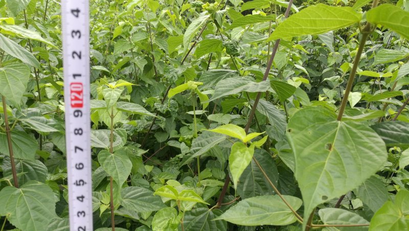 神仙豆腐树苗基地批发观音豆腐神仙树臭黄荆树
