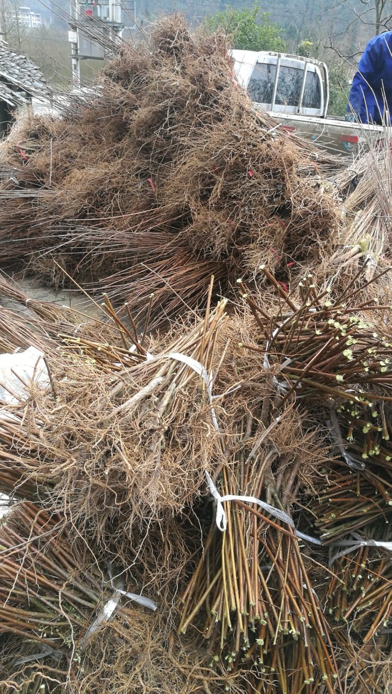 神仙豆腐树苗基地批发观音豆腐神仙树臭黄荆树