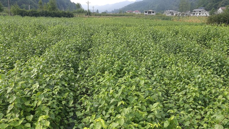 神仙豆腐树苗基地批发观音豆腐神仙树臭黄荆树