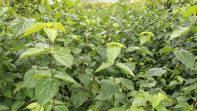 湖北神仙豆腐树苗观音豆腐树种植神豆腐臭黄荆苗批发