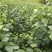 湖北神仙豆腐树苗观音豆腐树种植神豆腐臭黄荆苗批发