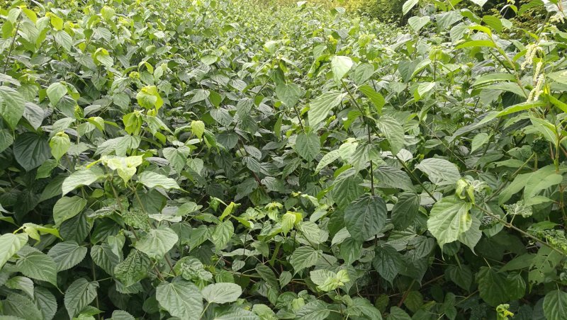 湖北神仙豆腐树苗观音豆腐树种植神豆腐臭黄荆苗批发