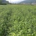 湖北神仙豆腐树苗观音豆腐树种植神豆腐臭黄荆苗批发