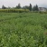 湖北神仙豆腐树苗观音豆腐树种植神豆腐臭黄荆苗批发