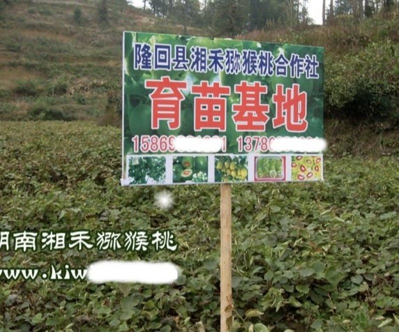 黄心猕猴桃苗1-2公分粗度